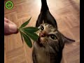 1 Funny Cat