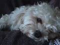 Cavachon