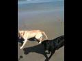 videos de Labradors at the Beach
