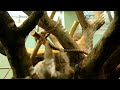 Черношапочный (Кампучийский) гиббон / Ижевский зоопарк