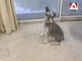 Schnauzer Miniatura video