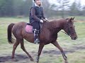 Click here to watch this video skoki przez przeszkody 96cm