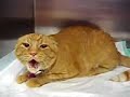 The cat from hell!!