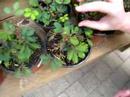 Mimosa Pudica - Anduze - 08, Jun Mimosa Pudica - Anduze - 08, Jun