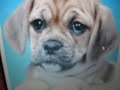 Puggles