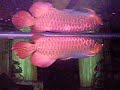 Super Red Arowana (RCF03) Super Red Arowana (RCF03)