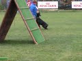Obedience Dobermann