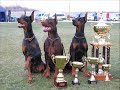 Obedience Dobermann