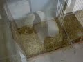 Lun Lun takes Mei Lan to the Other Den Area, 12/18