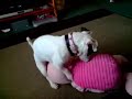 LilyLovesPiglet.wmv