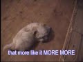 Brandy The Maltese As A Puppy He Loves Mobile Phone Brandy The Maltese As A Puppy He Loves Mobile Phone