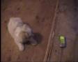 Maltés video