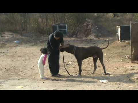 ten bully kutta