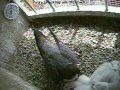 Peregrine Falcon chicks fostered into nestbox