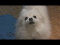 dog pleasure night – dog pleasure night