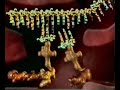 Protein Synthesis