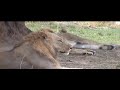 lions mating near huge termite mount