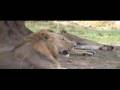 lions mating near huge termite mount