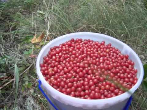 how to control autumn olive