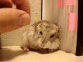 My sleepy hamster
