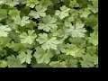 jardin vertical Bordeaux - Vertical garden jardin vertical Bordeaux - Vertical garden