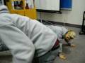 John David doing push-ups with Wendell