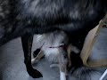Hundekampf