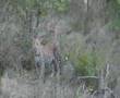 Leopard video 