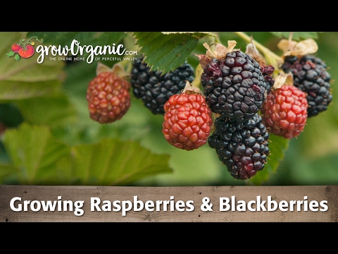 how to replant blackberries