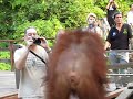 Orangutan mingles with tourists at Sepilok