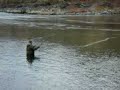 Steelhead taking skated dry fly Steelhead taking skated dry fly
