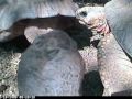 Behler Tortoise Cam