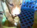 The day we got her!