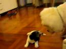 bassat hound