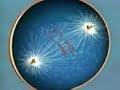 Mitosis 1 espa�ol