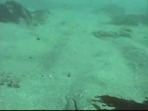 Halibut Video