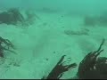 Halibut Video Halibut Video
