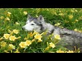 Ninotchka - Daffodils