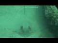 When Sting Rays Attack!