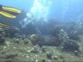 Scuba Diving Kauai - Turtle Airport