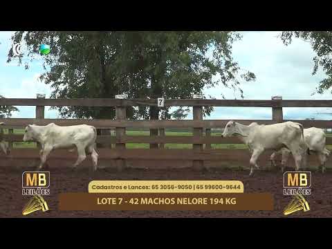 528� LEIL�O VIRTUAL MB LEIL�ES