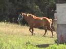Rescue Belgian working for therapeutic program Rescue Belgian working for therapeutic program