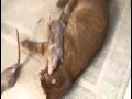 Gato-de-dieta