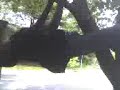 Darryl Burton and Tree