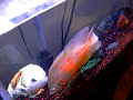 Oscar Fish Eats Pinky Mouse
