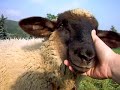Fluffy sheep