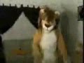 Subservient Lion Elliot