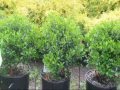 Our Inkberry Hollies We Grow