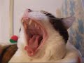 ????? - vol.2 - Yawning Cat ????? - vol.2 - Yawning Cat