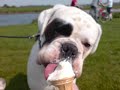 odie the white boxer